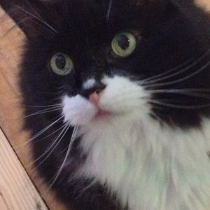 Meet your Posher, Alison